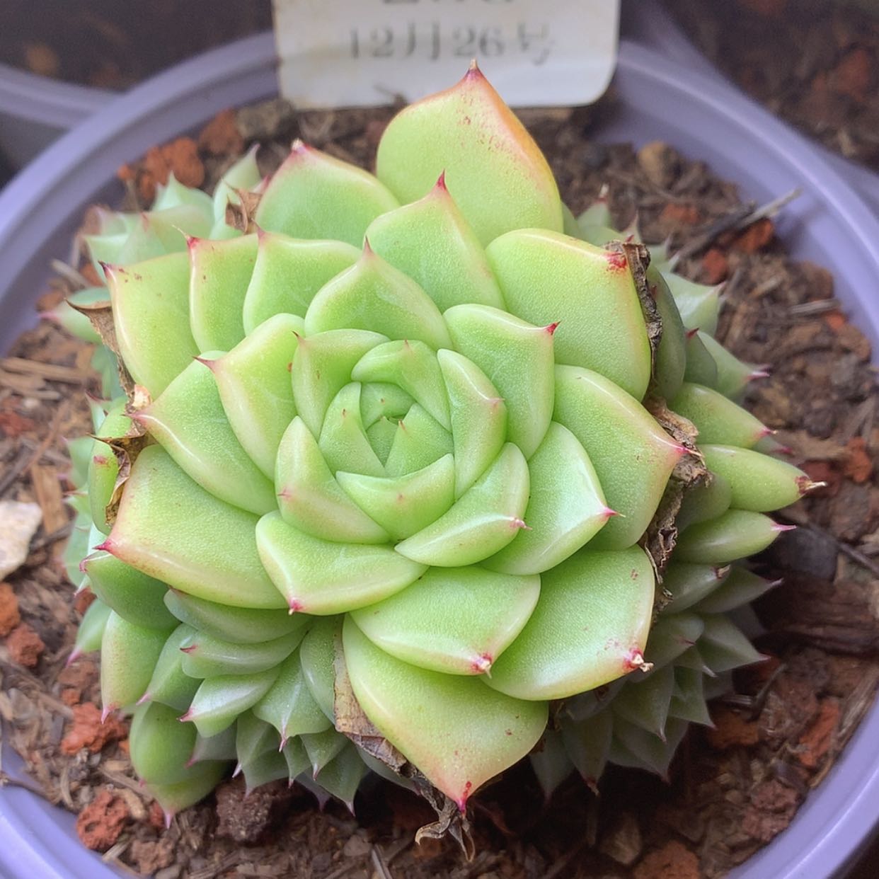 【闪购商品】云250麦秆