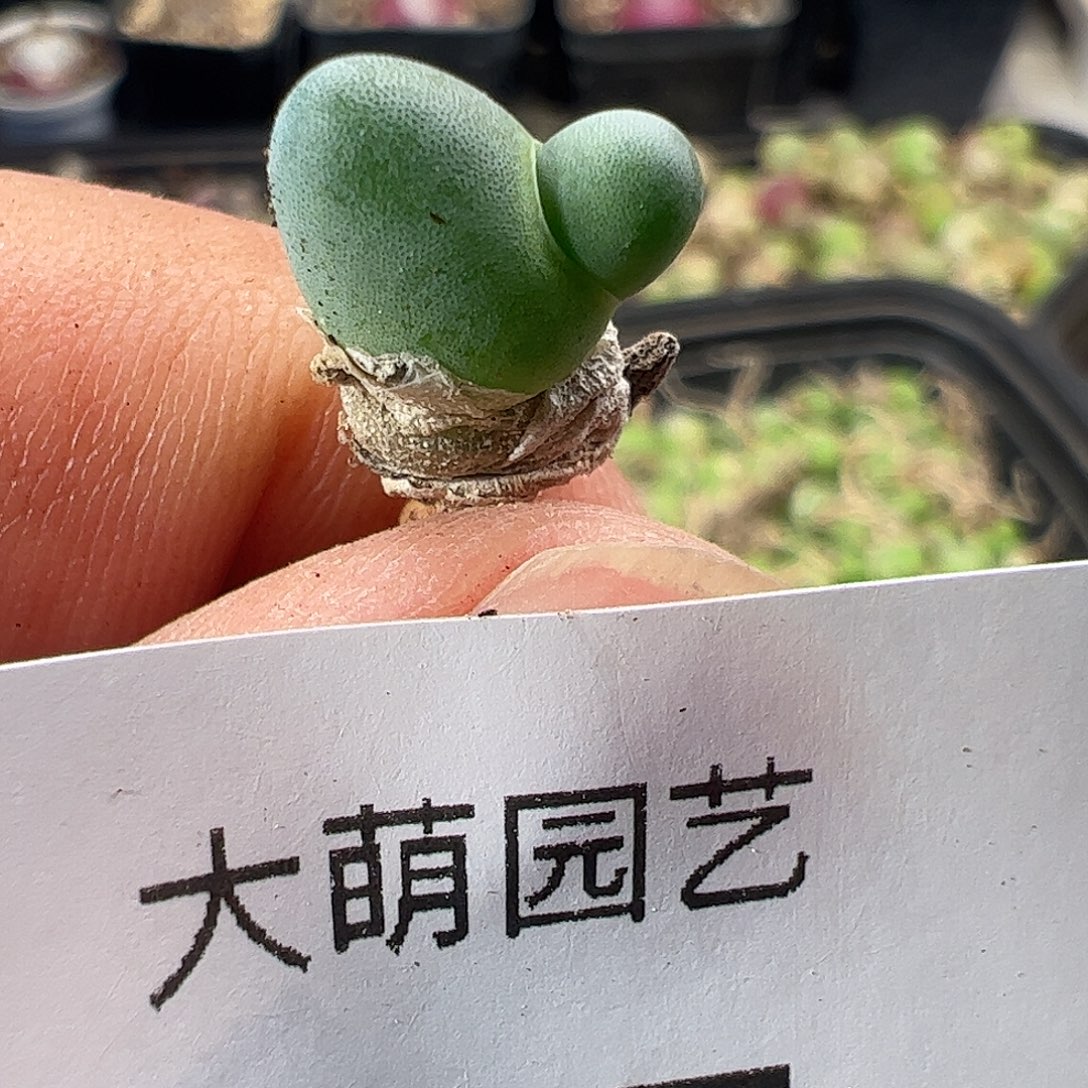 一物一拍。     77