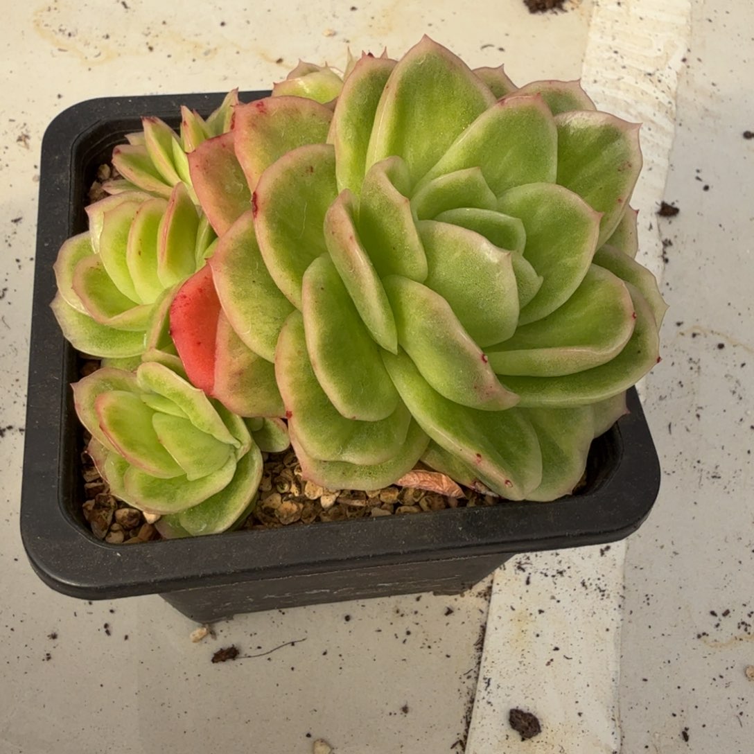 冰玫瑰 安吉园艺锦锦