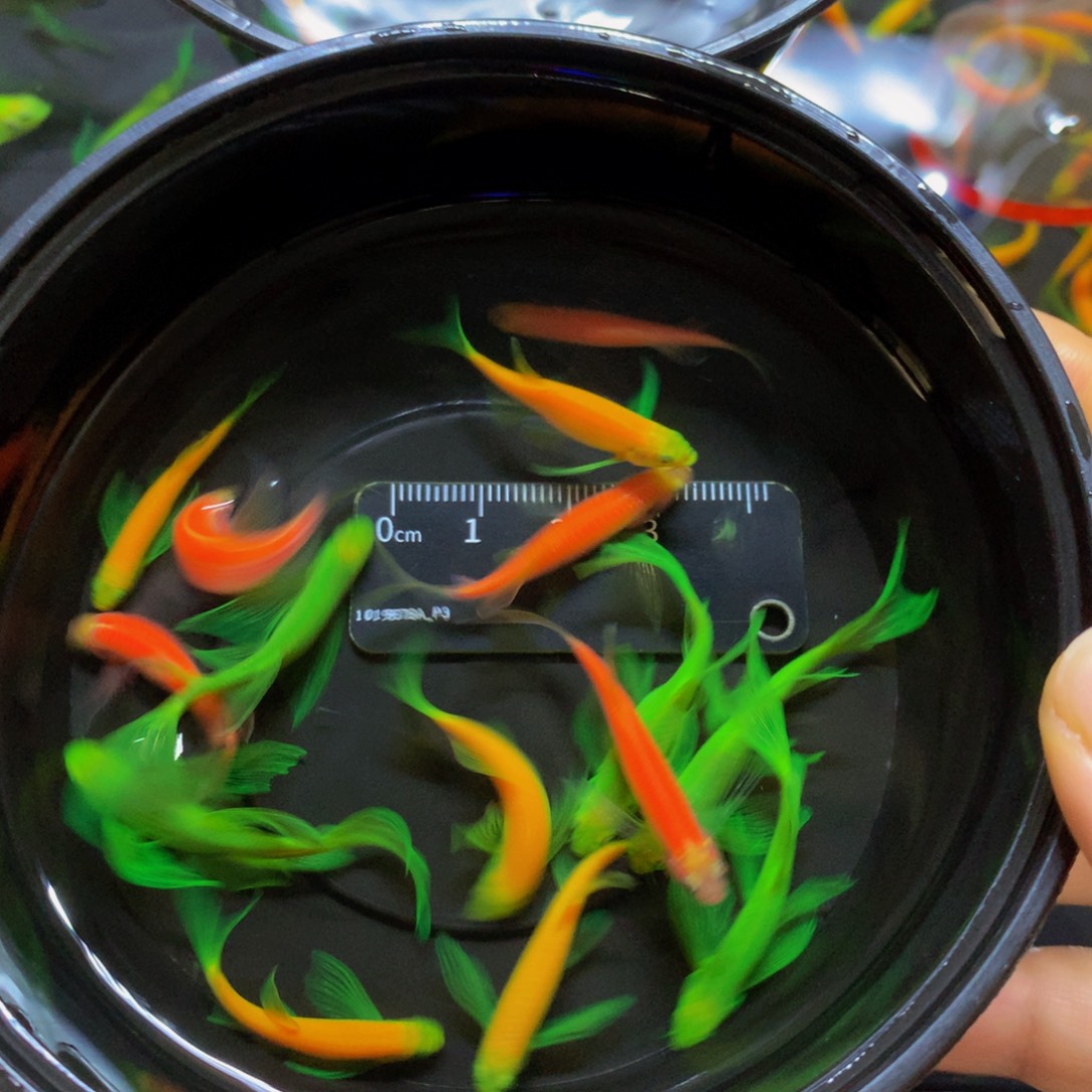 斑马鱼中号蝶翼斑马混搭15条（3.5-4.5厘米）