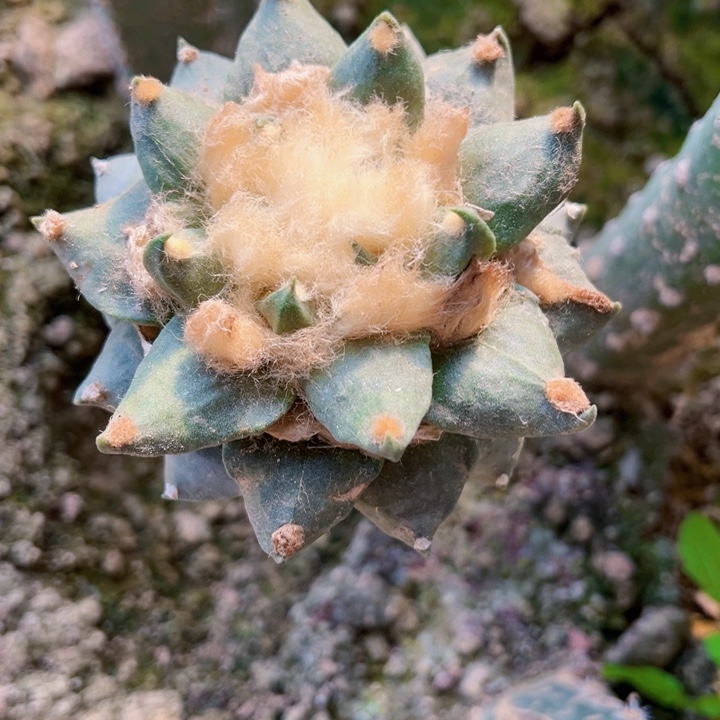 828龙尾牡丹仙人球