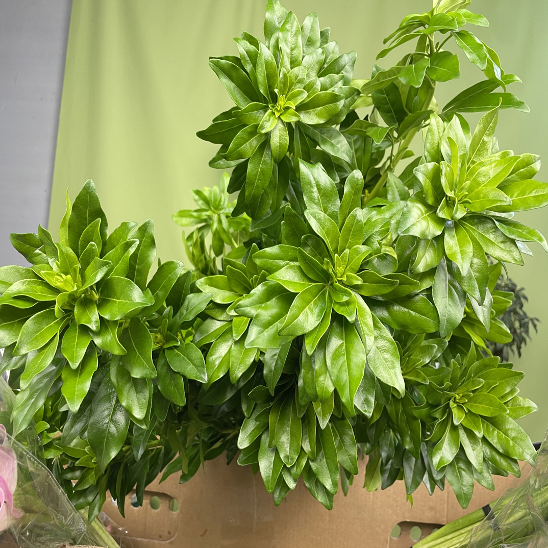 墨西哥橘叶1束  （4~5支）