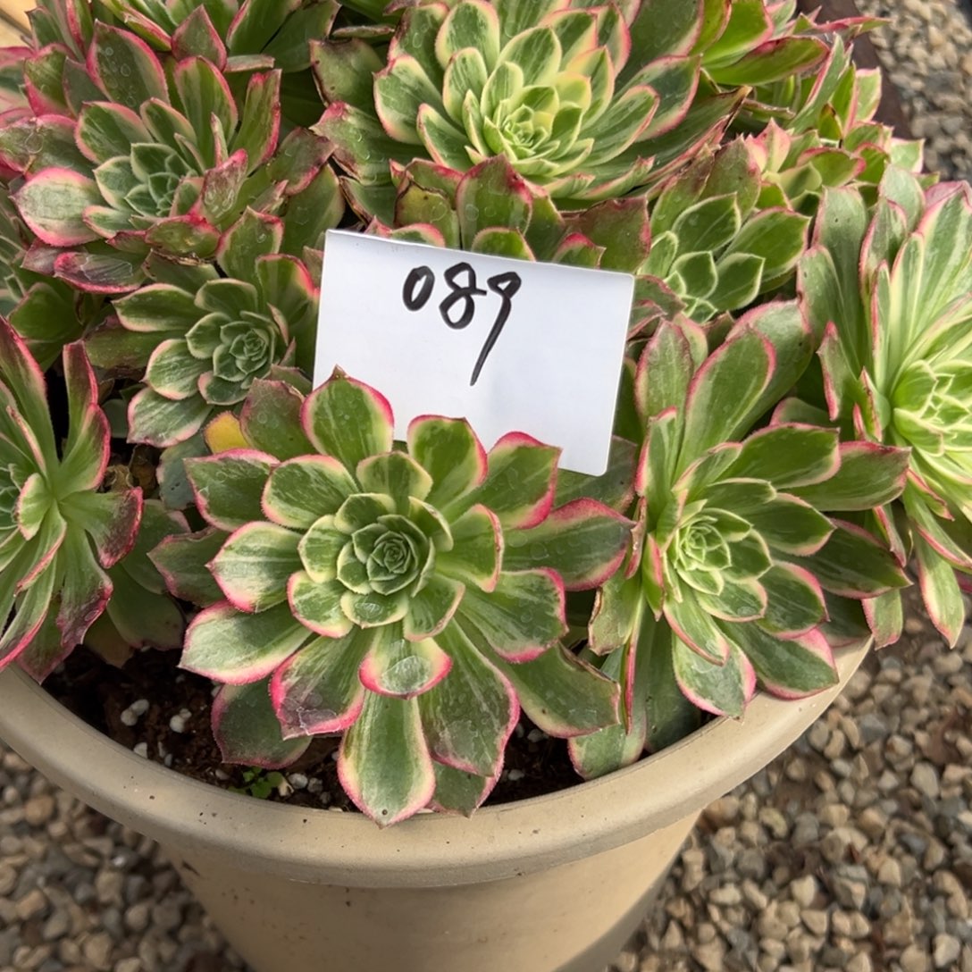 089多肉法师桃花坞一个