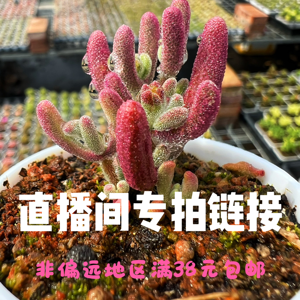 枝干番杏多肉植物直播间专拍好养绿植阳台办公室栽