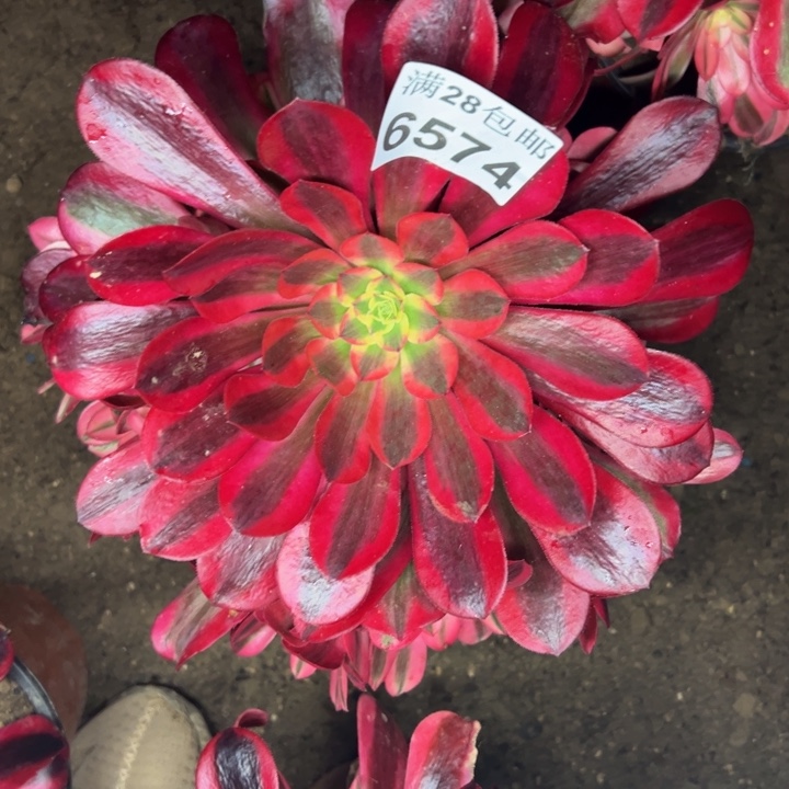 6574美杜莎多肉植物