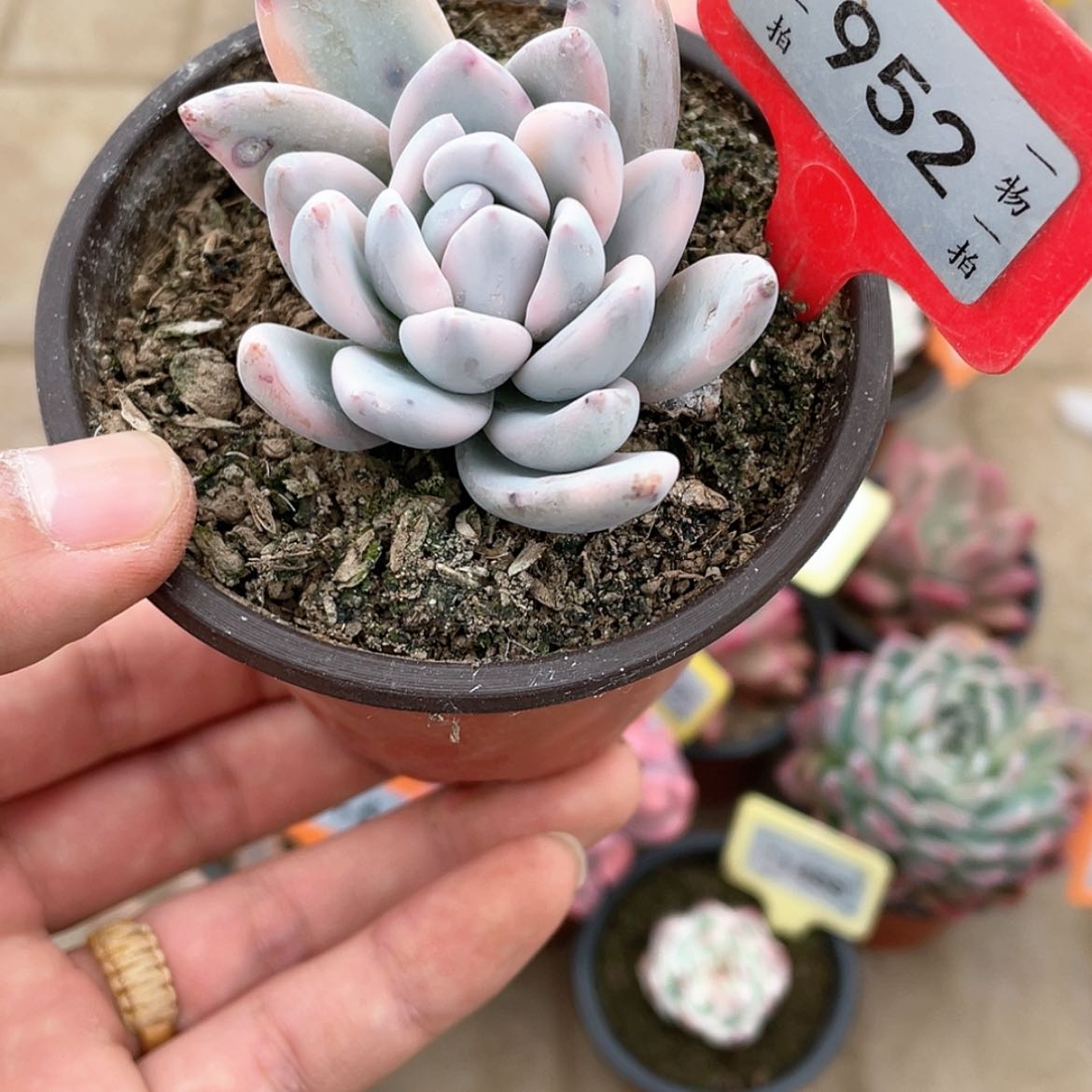 【闪购商品】952号