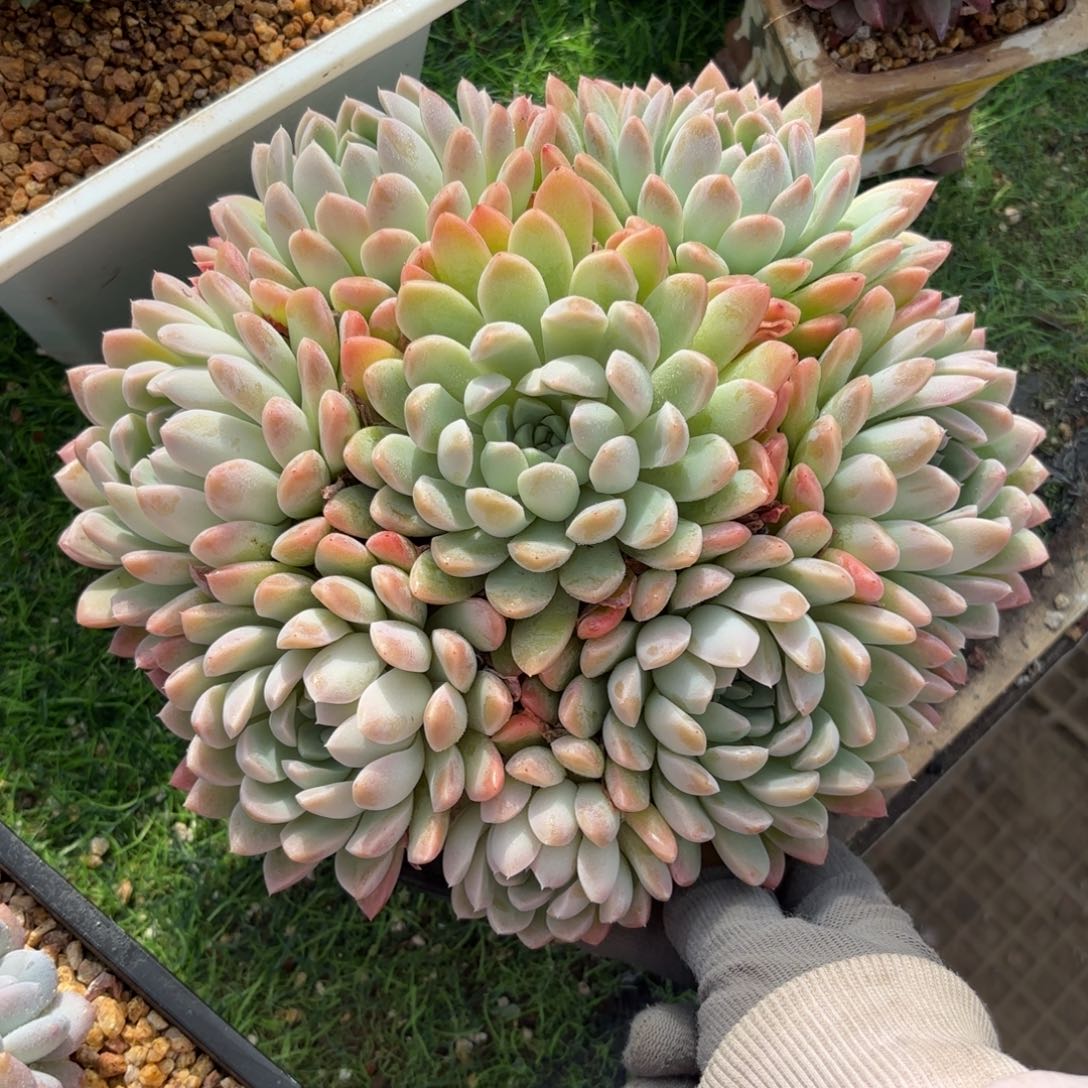 奶油美人88888888888888多肉