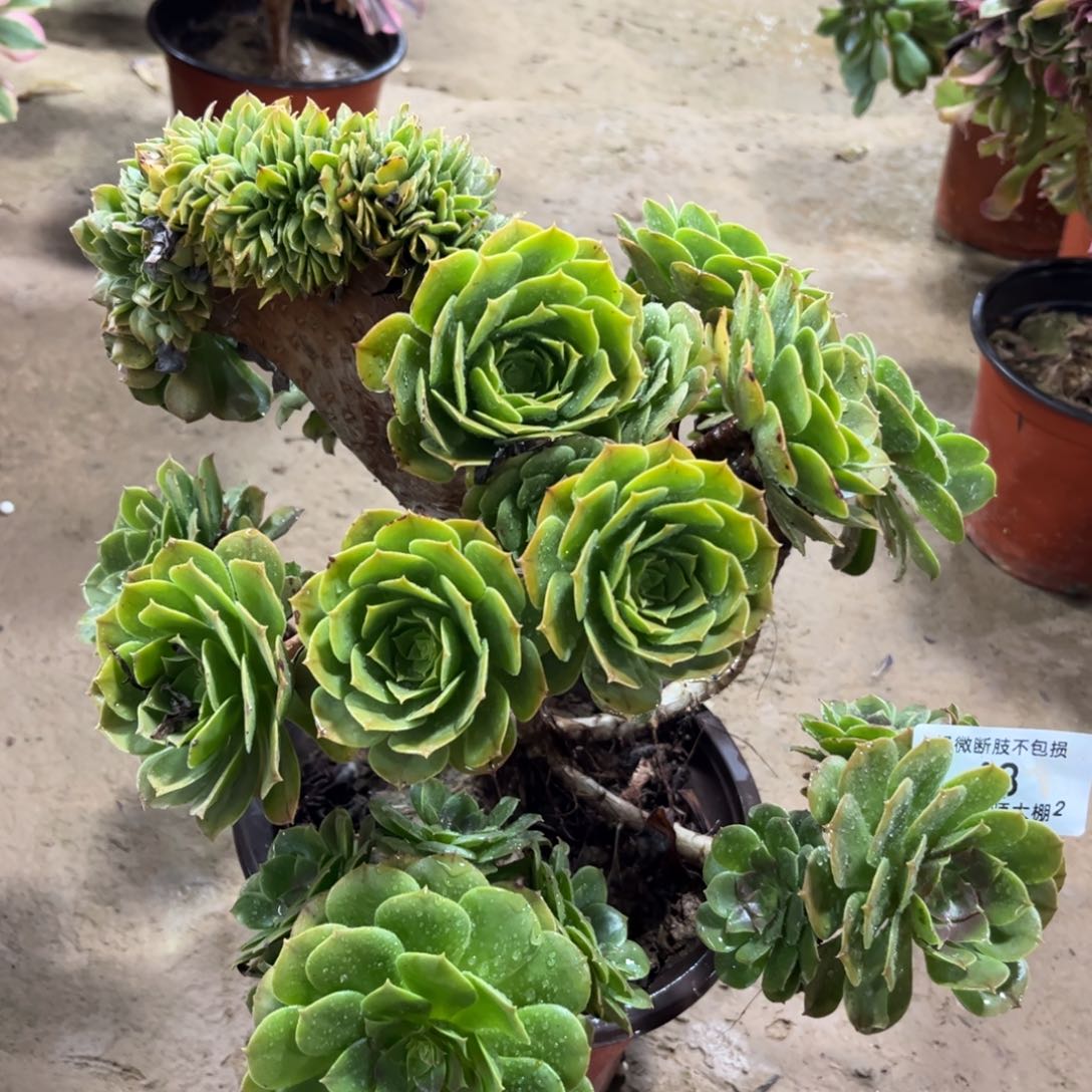 48万圣节多肉植物法师