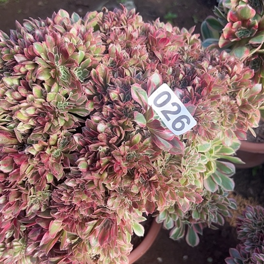 用***7多肉植物一个女巫