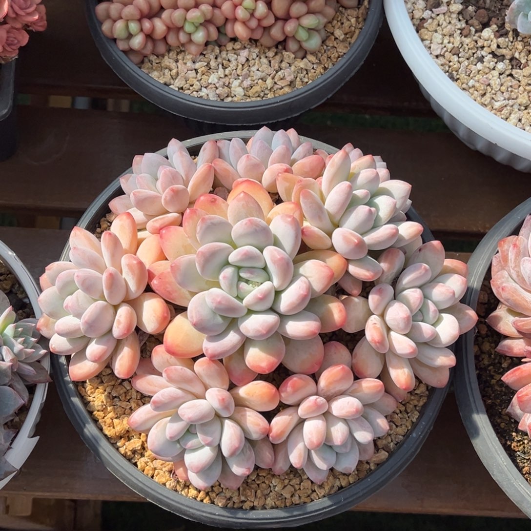 香水捧花一物一拍