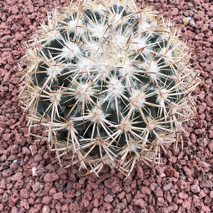 凤华玉，66666666666