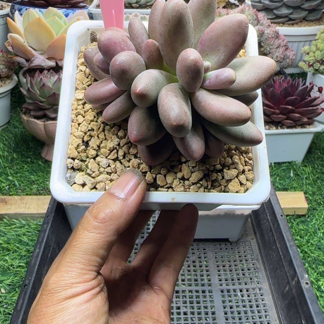 锦安精品多肉植物273