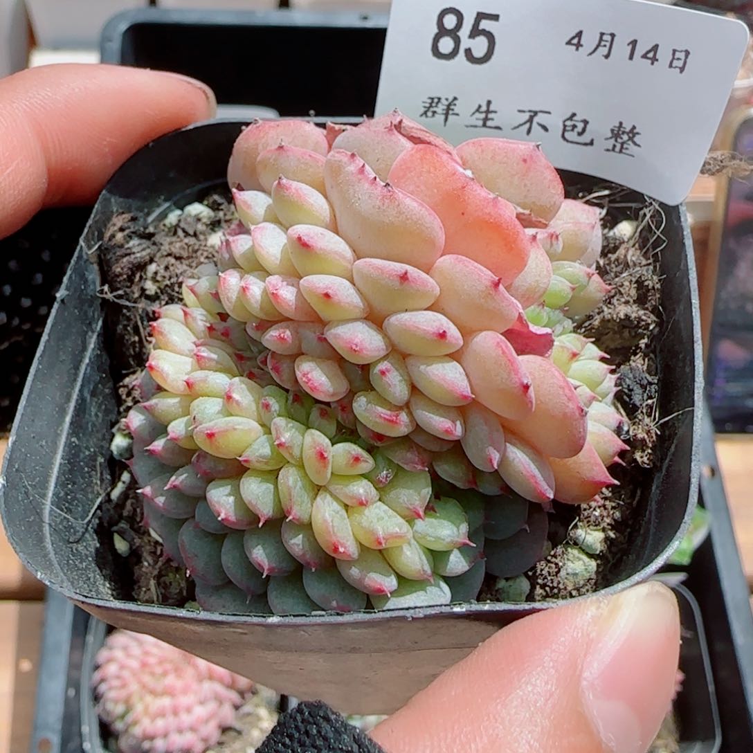 白胖子缀化0414-85