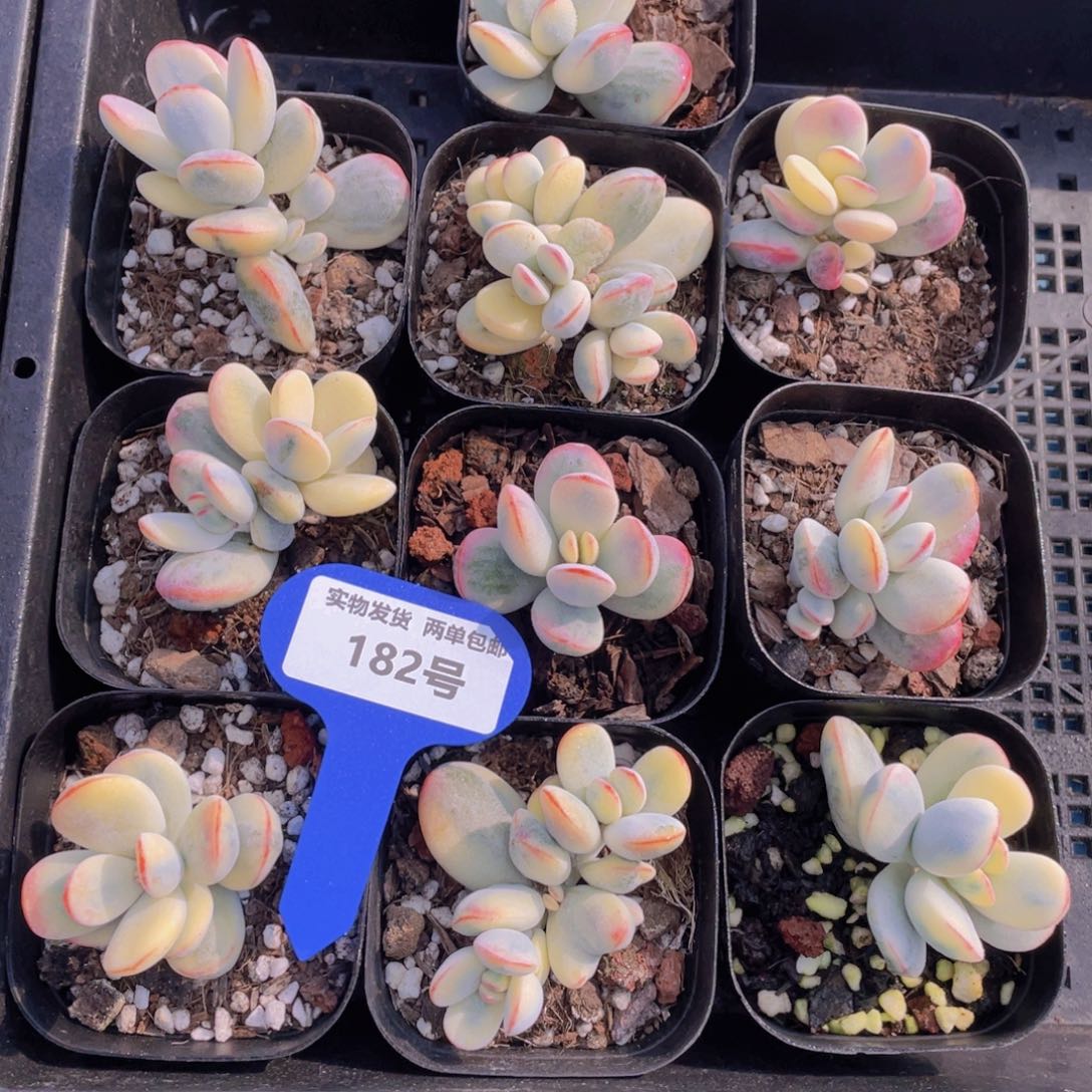 182号炫彩色乒乓福娘锦一个