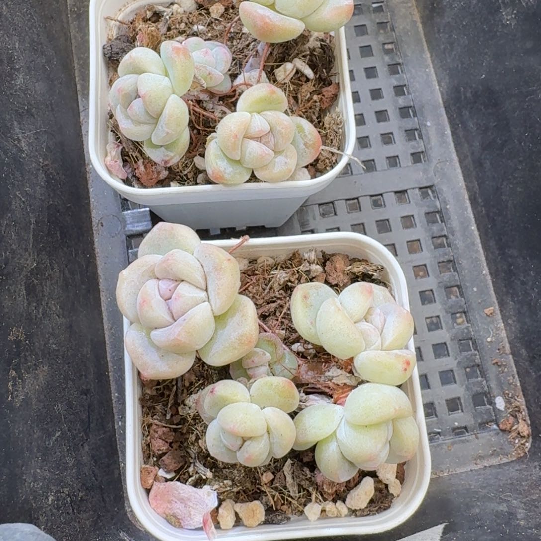 58 号到手1框江北多肉