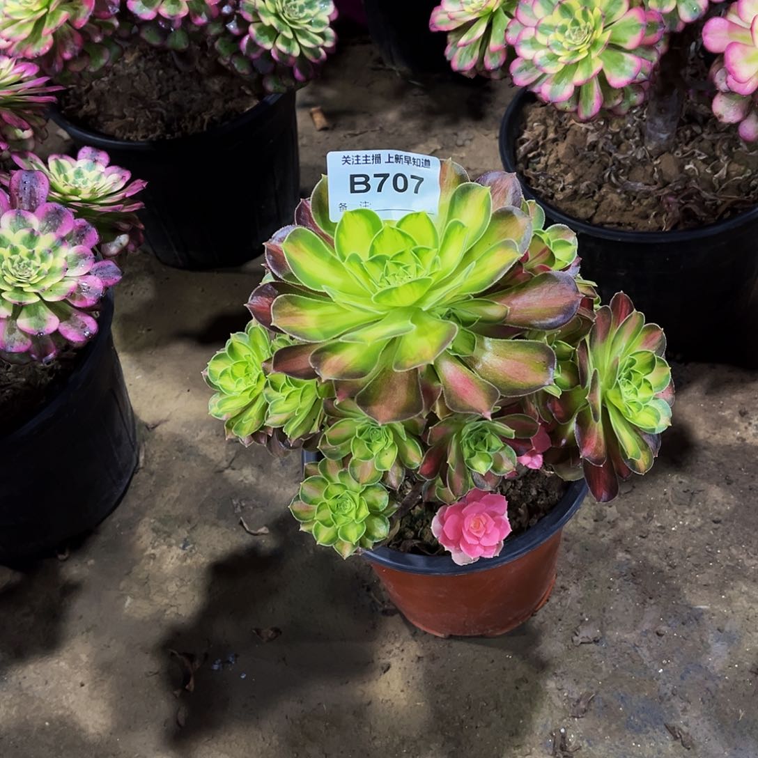 夜**光多肉707绍华法师