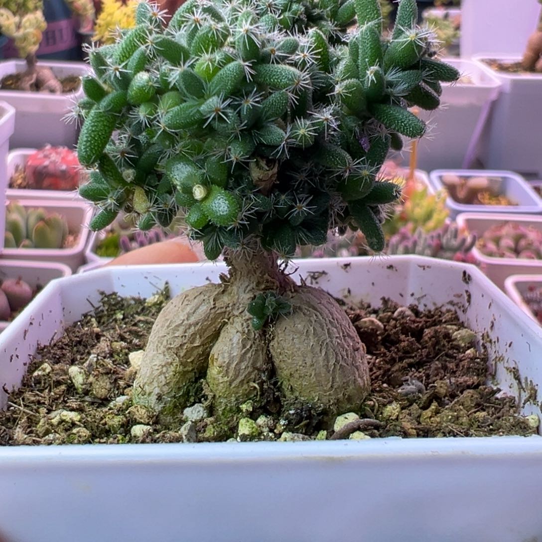 多肉植物枝干姬红小松