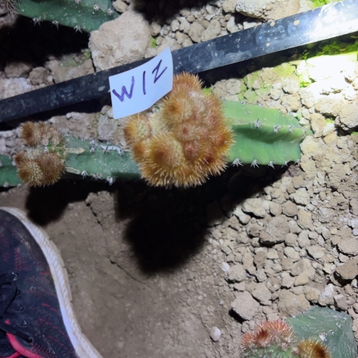 W12袖普嫁接金妞女巫30