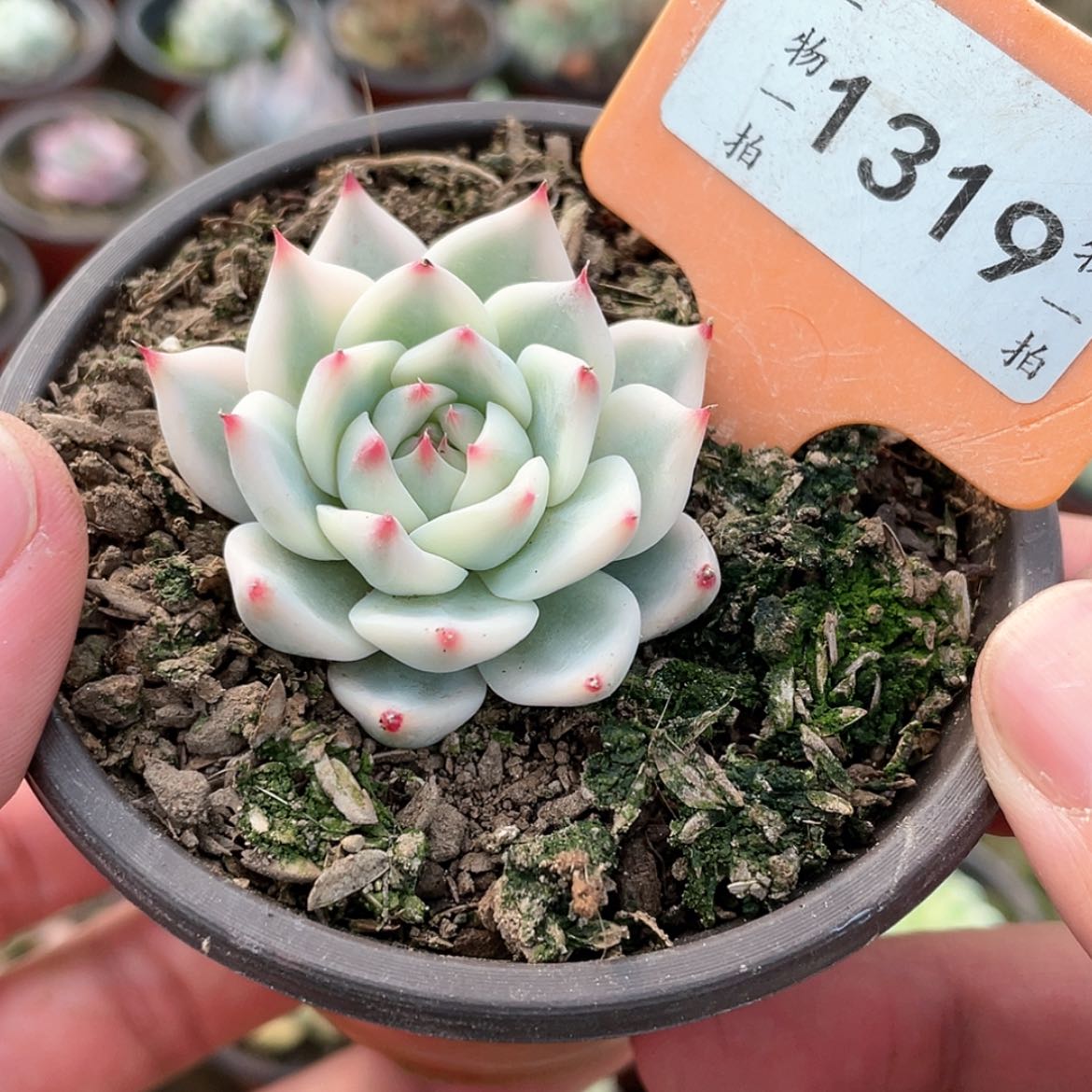 【闪购商品】1319号