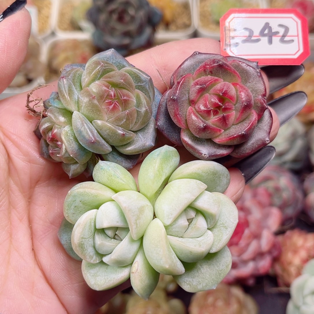 E242鲸之泪、焦糖、雪球