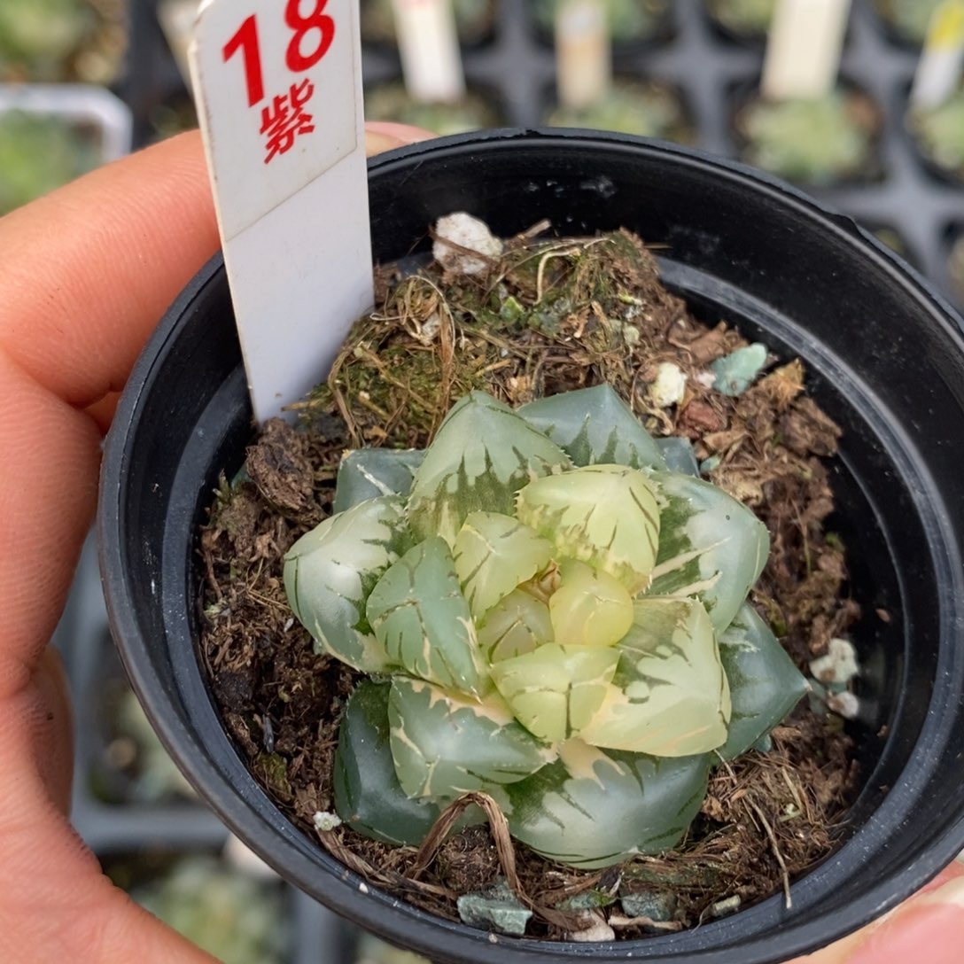 18水中月玉露十二卷多肉