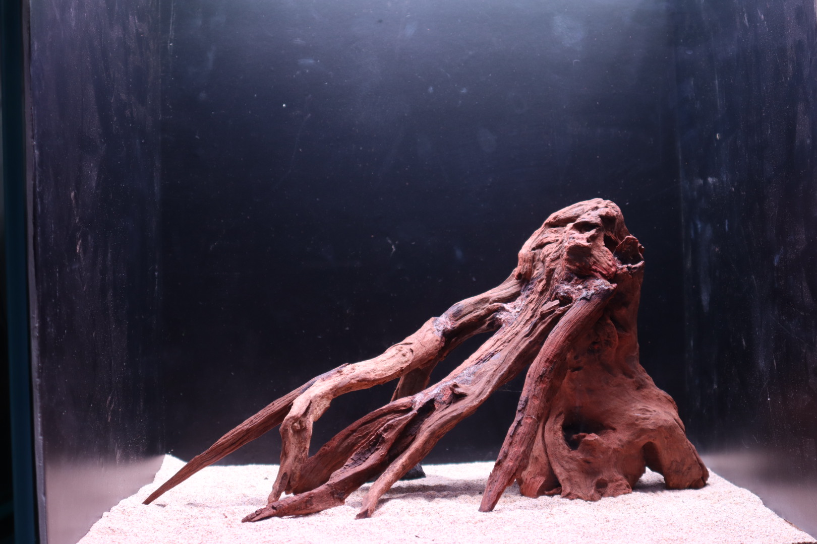 粗人沉木造景一物一拍鱼缸造景南美倒挂枝条拼搭造景当贝缸50缸