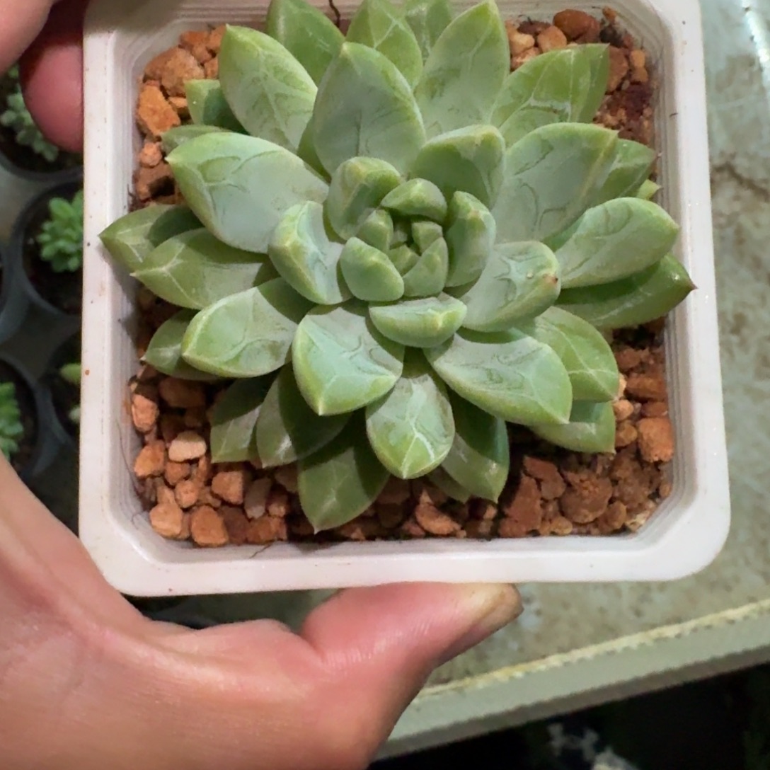 水晶萝莉 单头 一物一拍