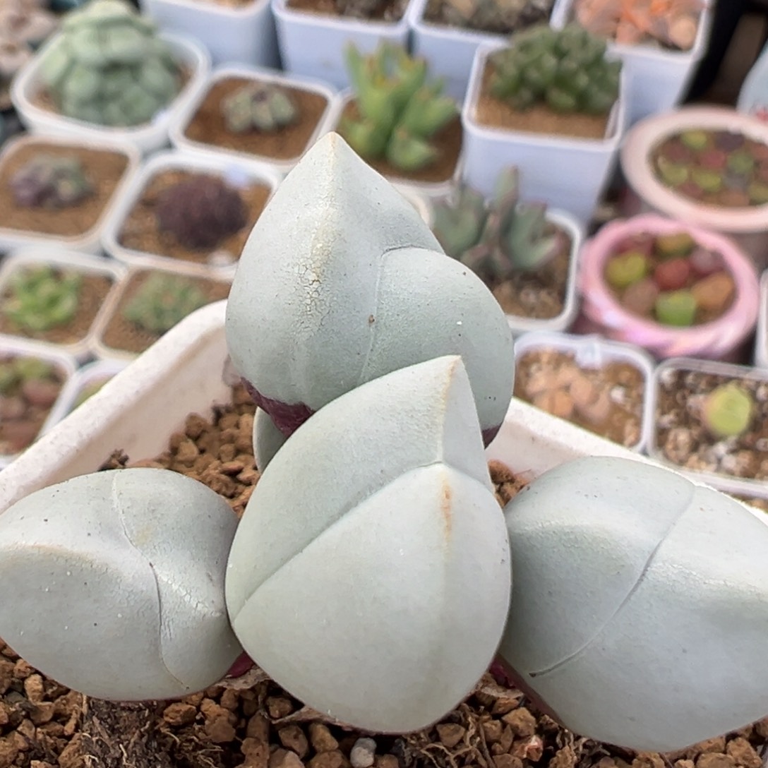 69多肉植物百科白魔