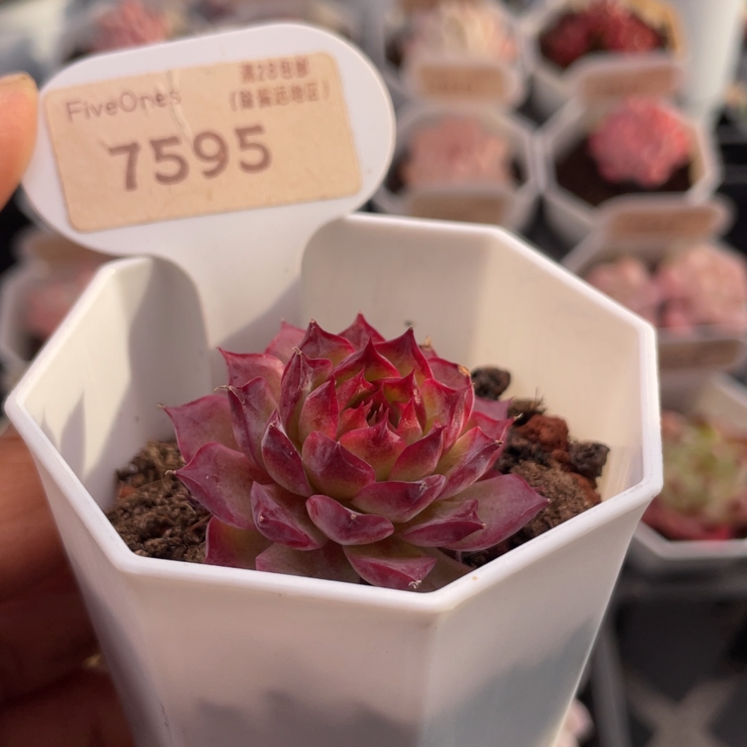 小海螺7595-4.0厘米