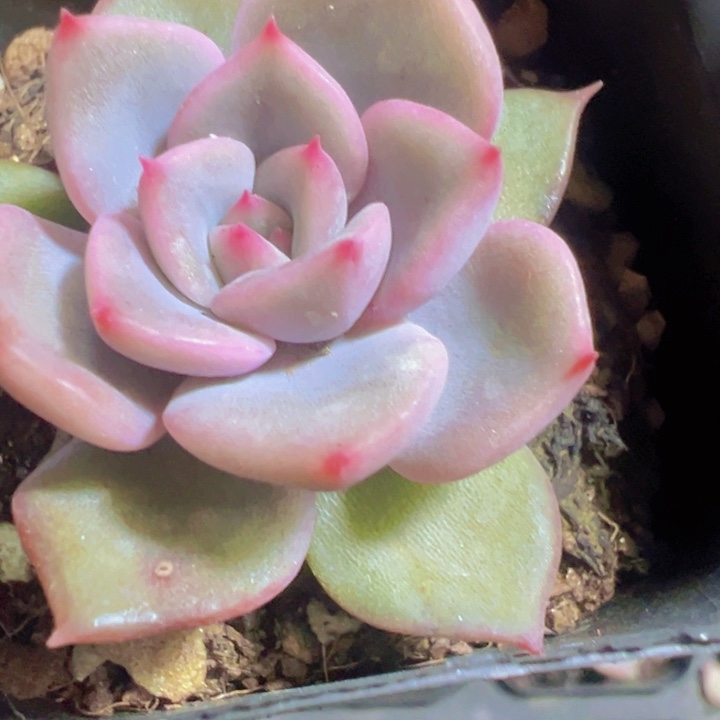红色浪漫精品多肉植物