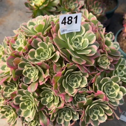 481白凤朵朵25厘米左右