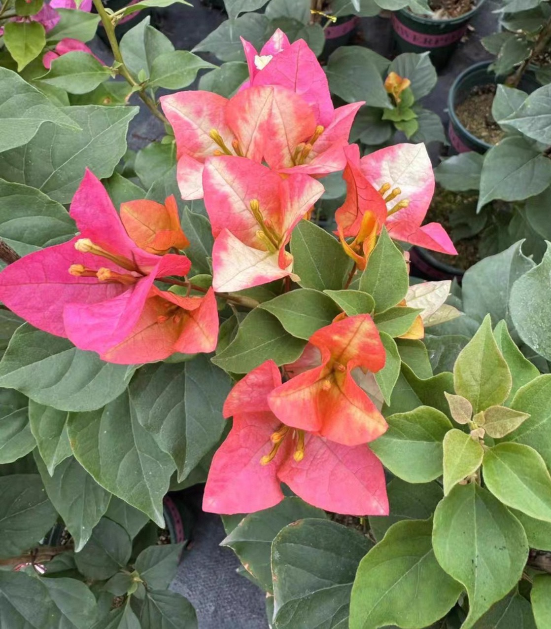 「三星袋苗」三角梅包对版