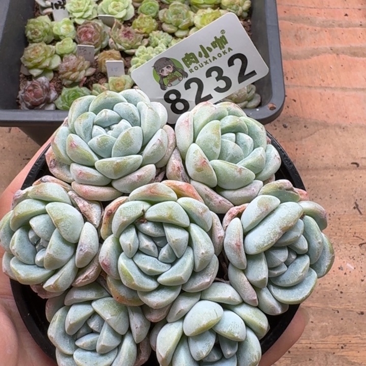 当前无花朵，栽培后可花朵多肉植物多肉植物