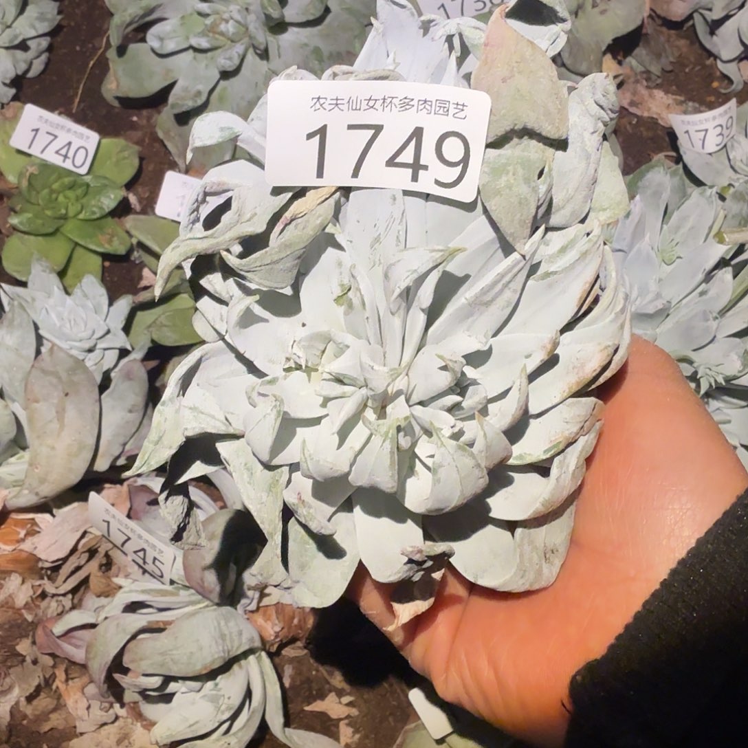 3代杂交仙女杯多肉福利瑕疵