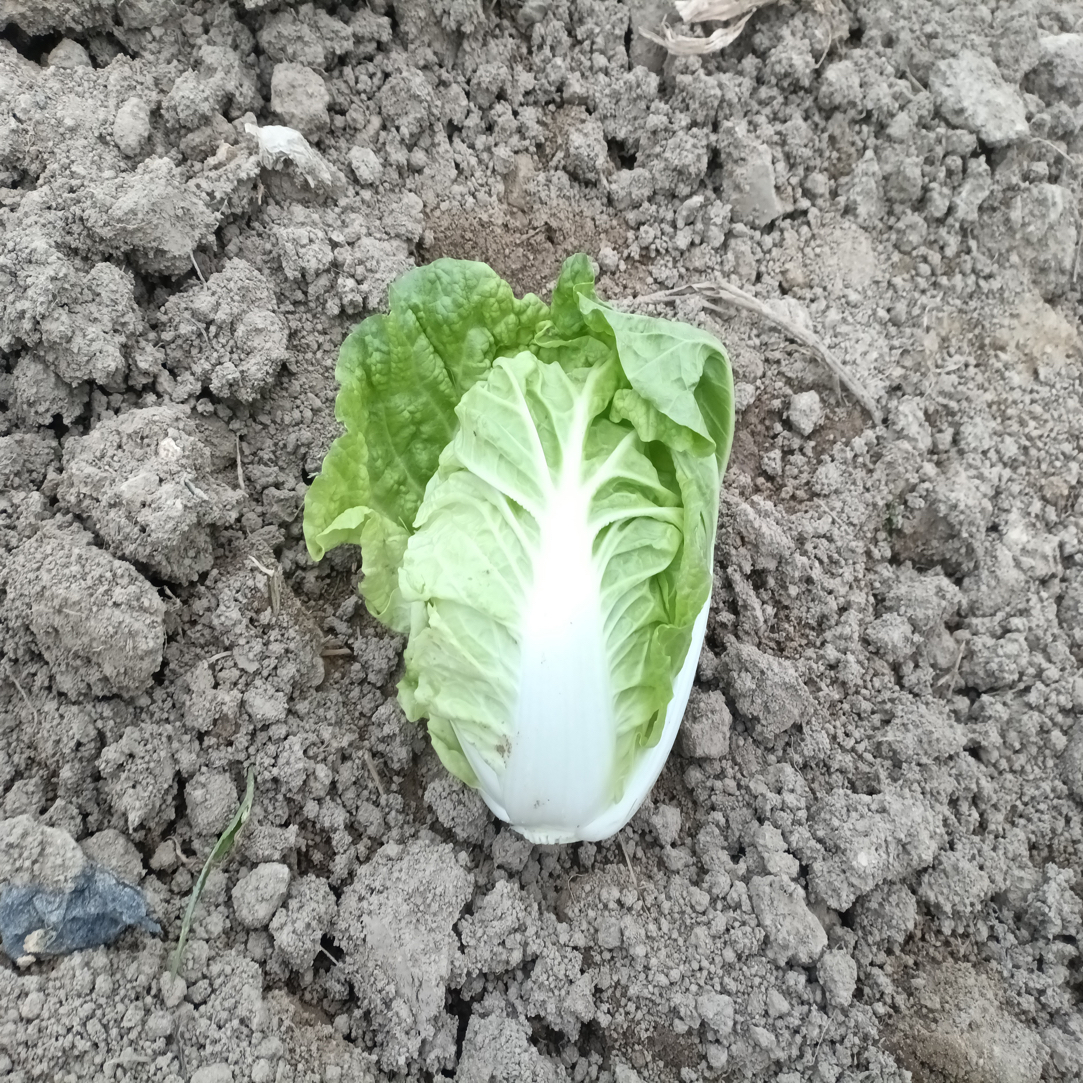 潮汕惠来农家京白菜油菜