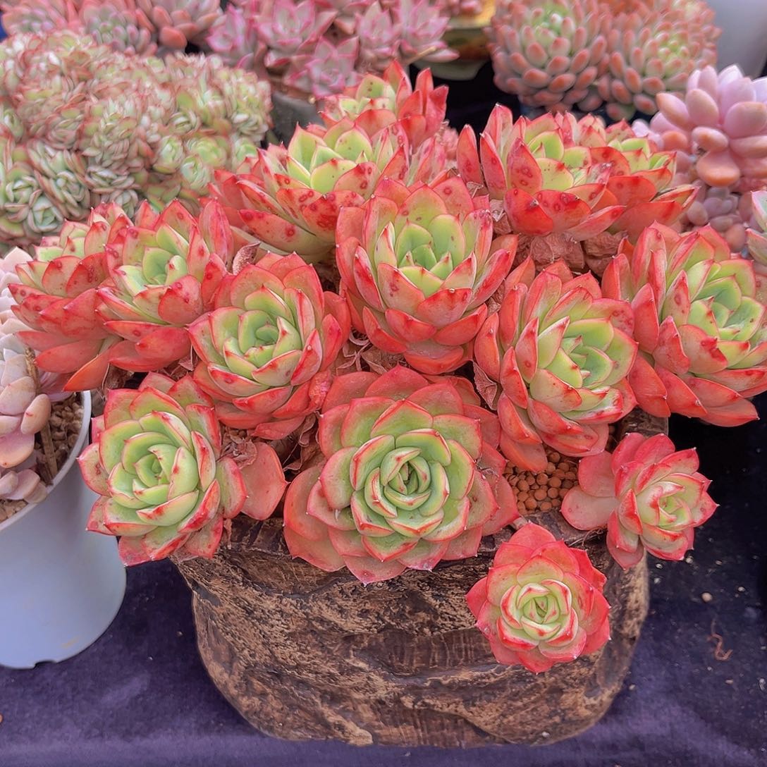 牡丹仙子多肉植物多肉