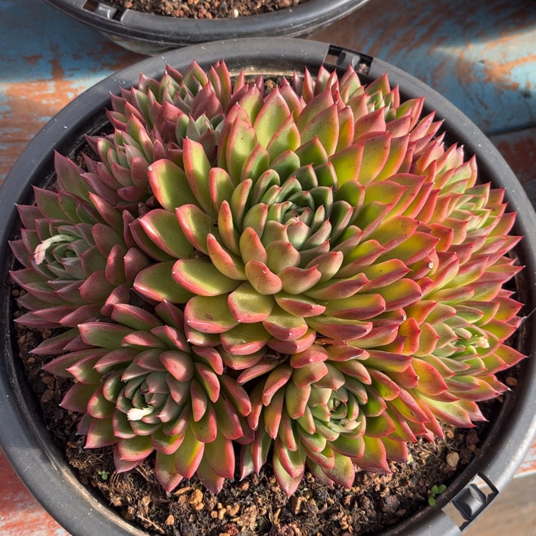 精品多肉一物一拍