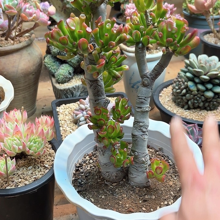 多肉植物，吸财树