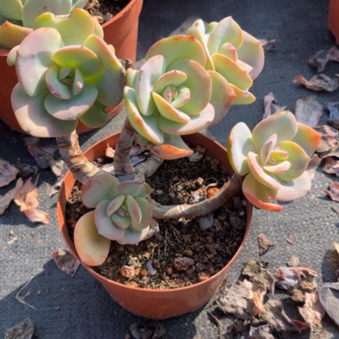 【闪购商品】惠*白凤