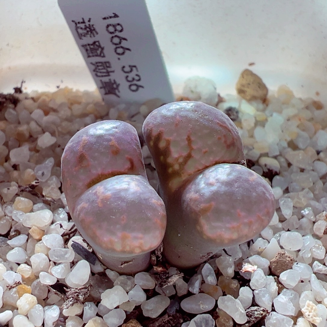 1106-635多肉多肉536勋章