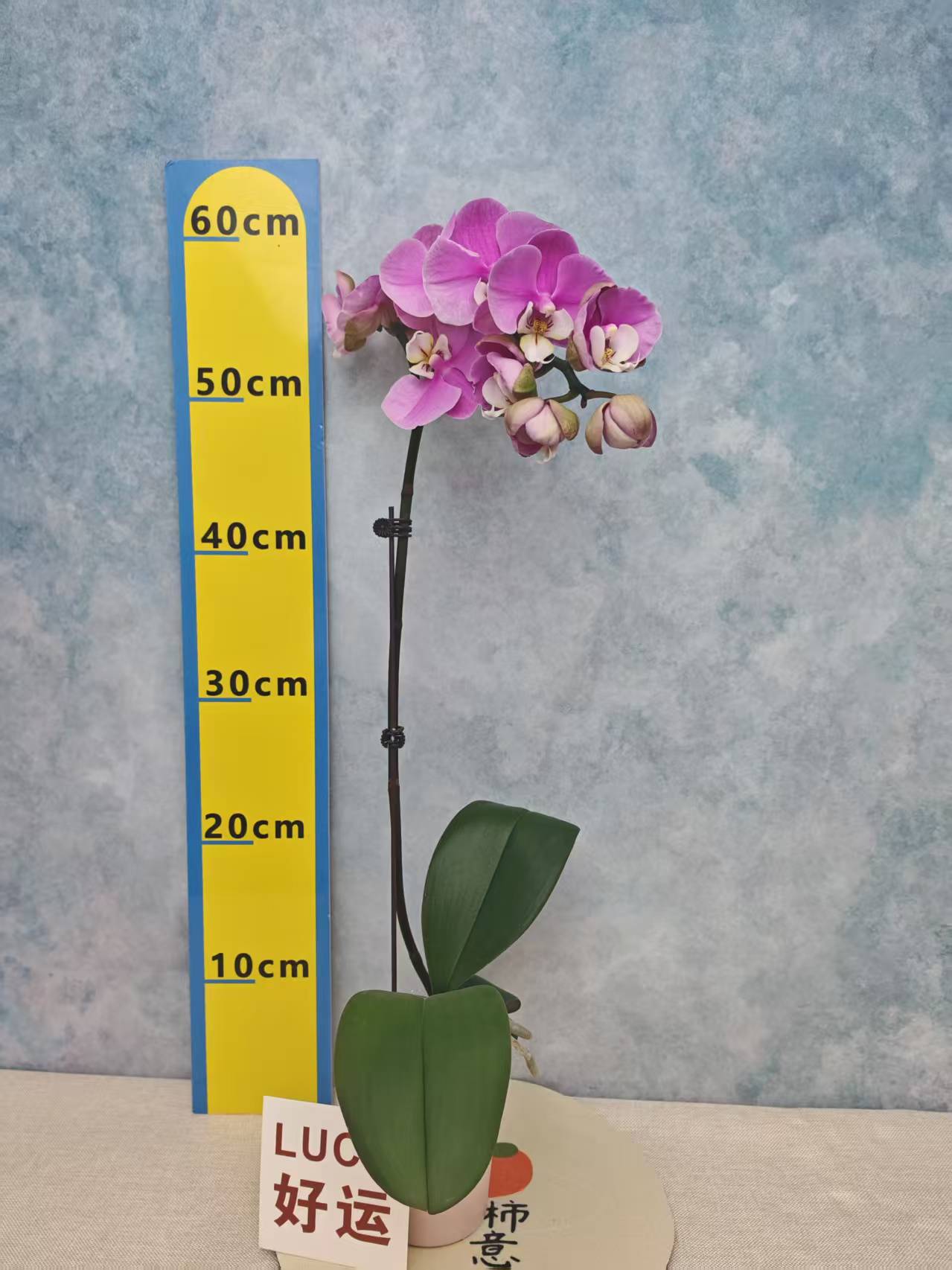 蝴蝶兰【安娜】花苗盆栽带花剑花苞客厅室内四季好养观赏花卉