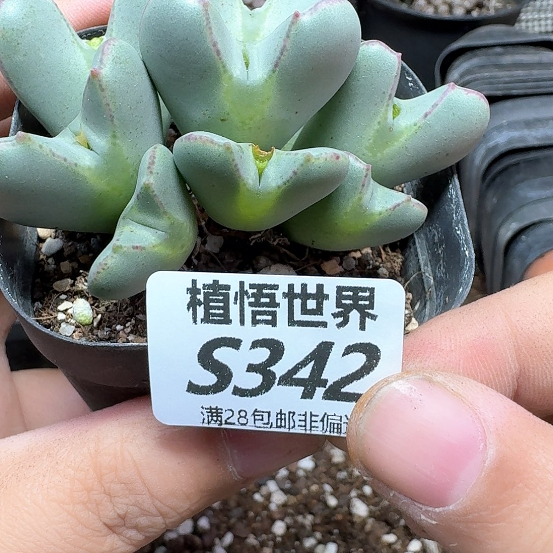 多肉植物的润泽fgb