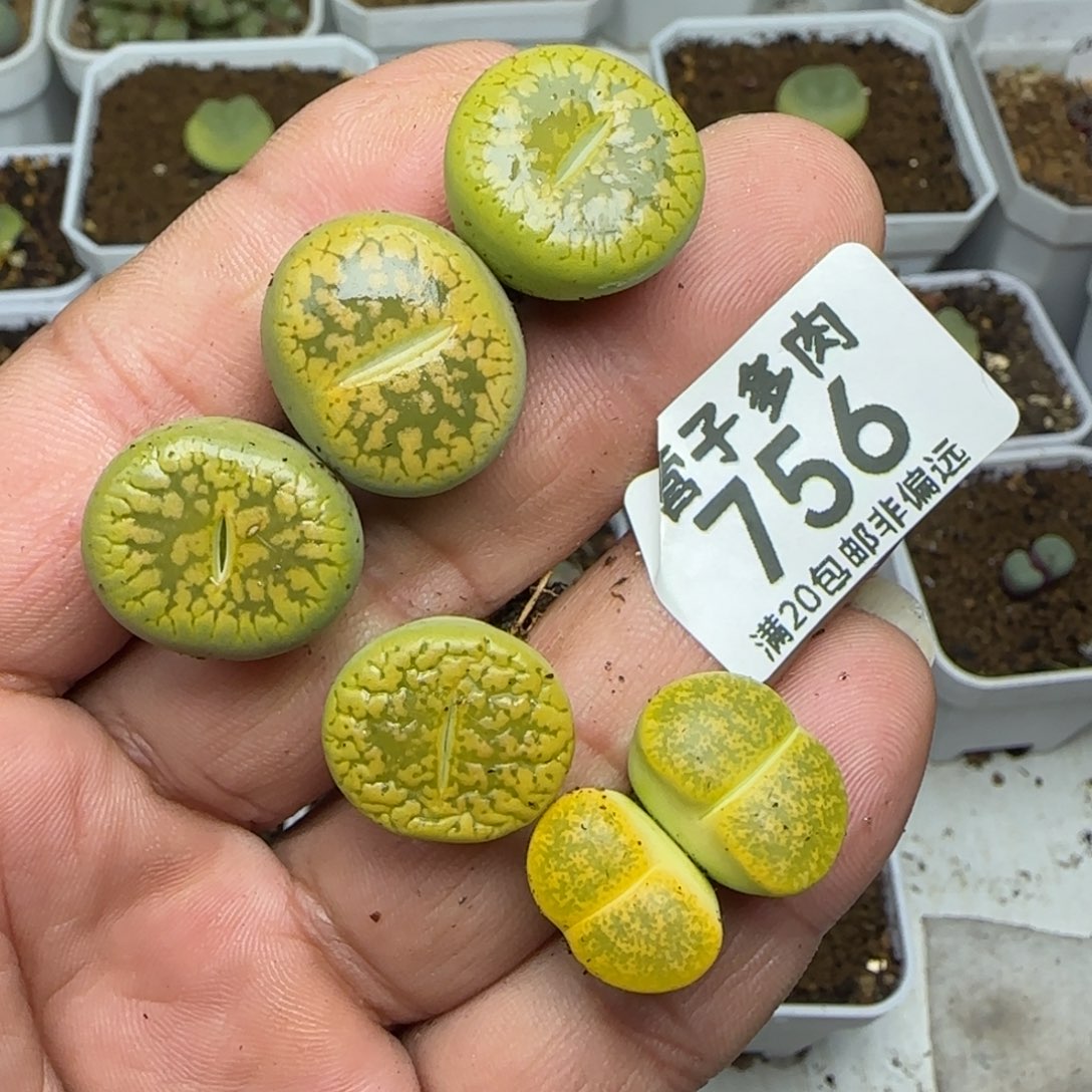 小***邦黄日轮➕双头黄绿紫薰。              