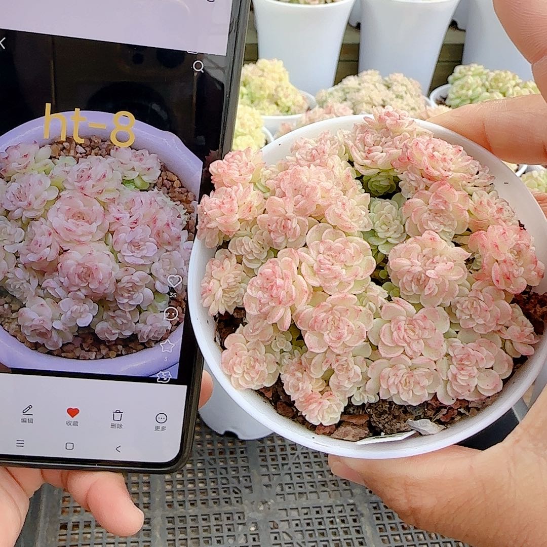 1211-27（ht-8）优选多肉