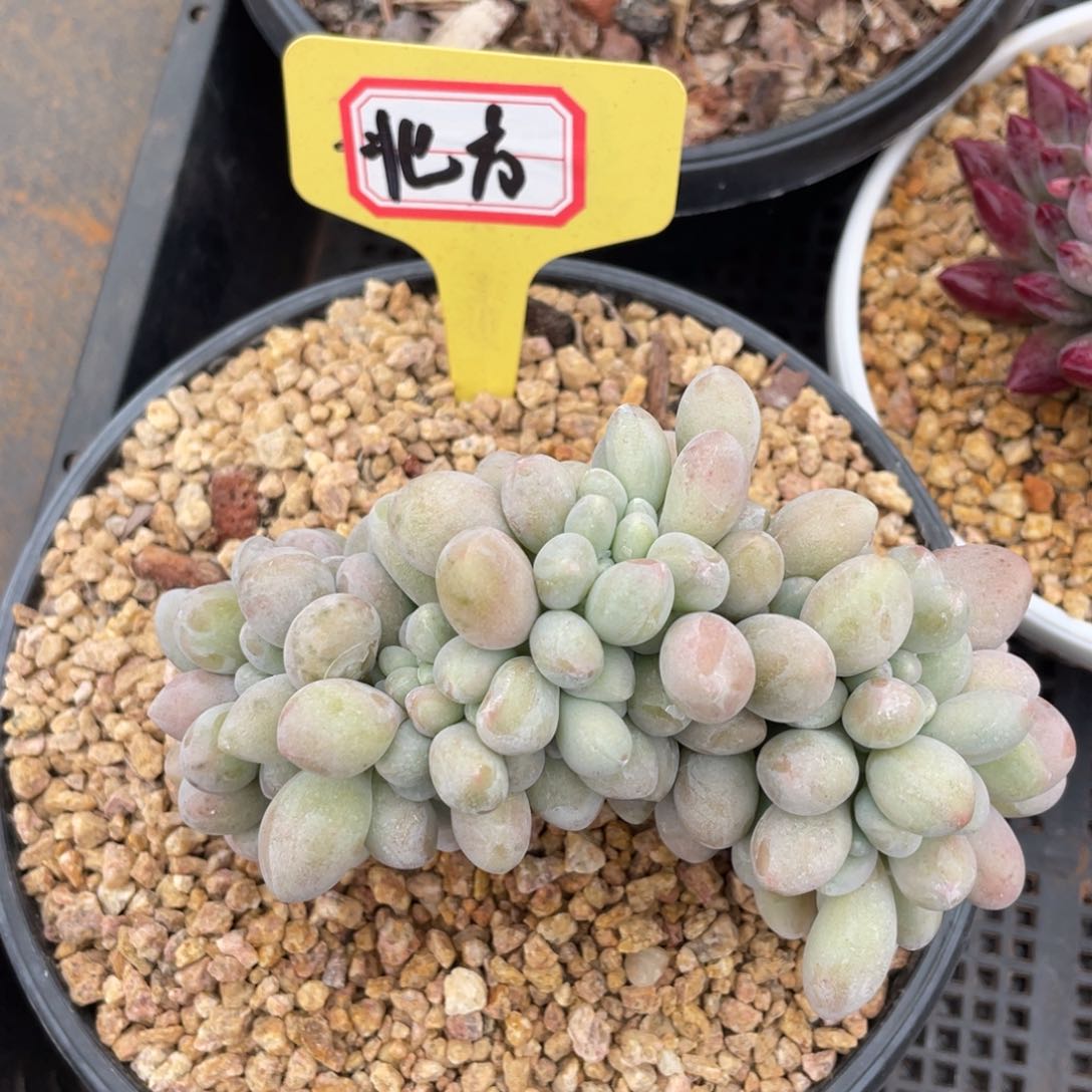 北*姐姐真的要笑疯狂戳