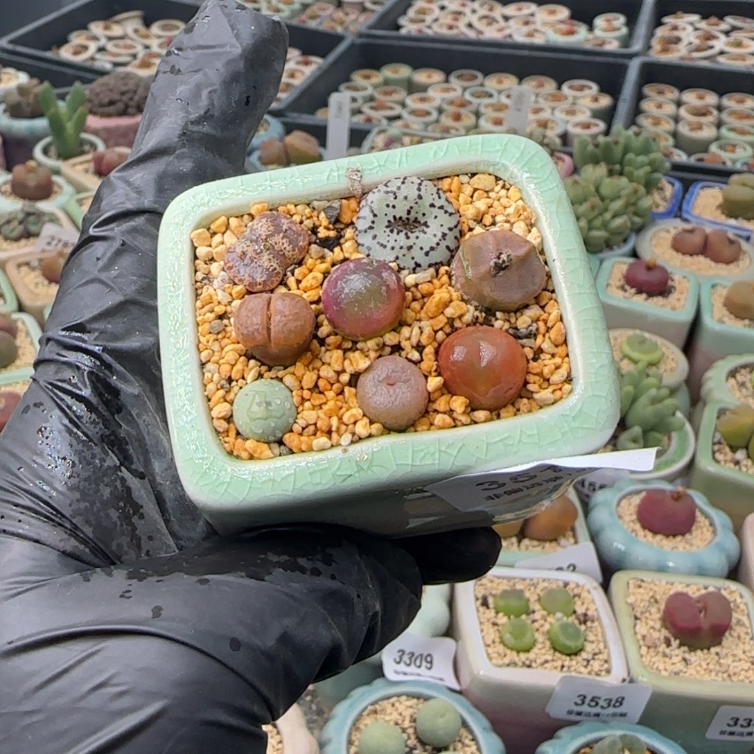 3515-一物一拍 带盆