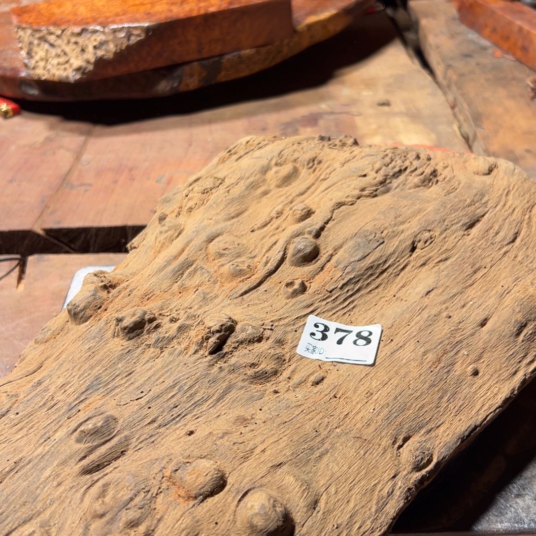 肇***术大果紫檀（缅甸花梨）