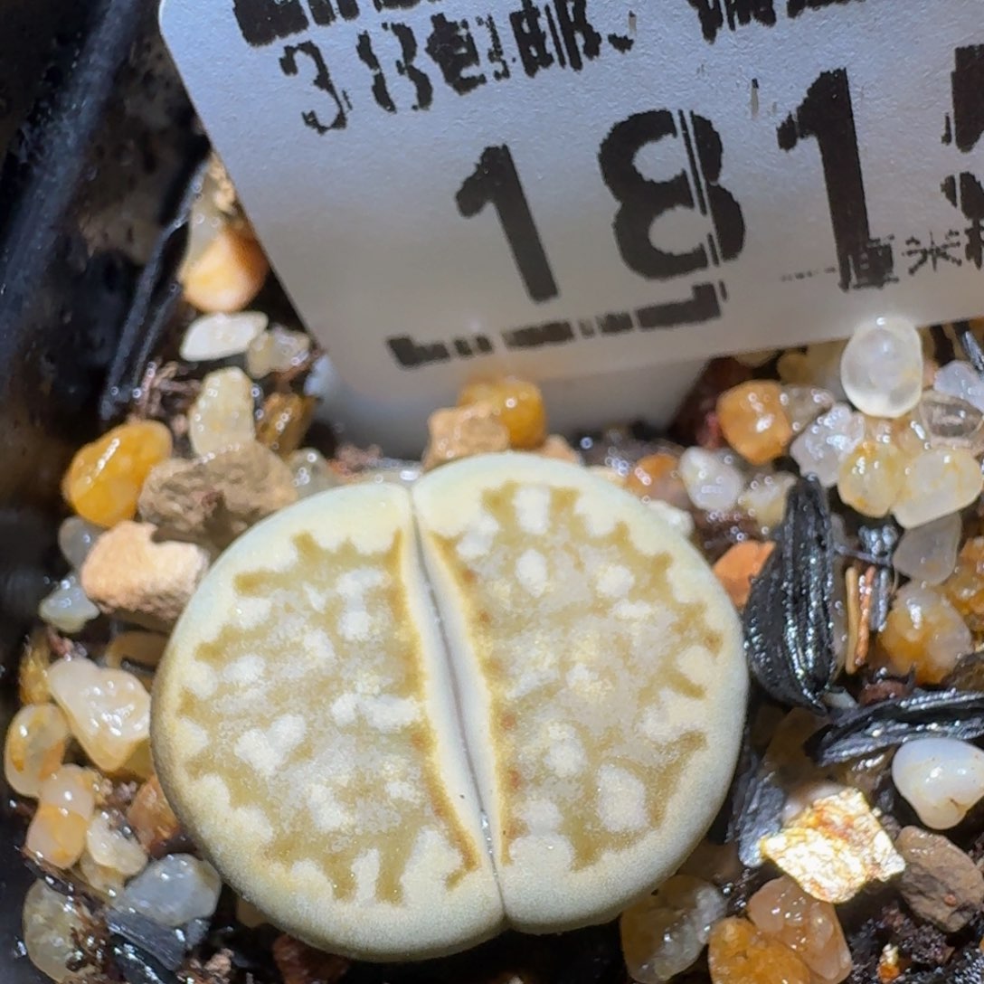 ZzzZzz生石花肉锥1815