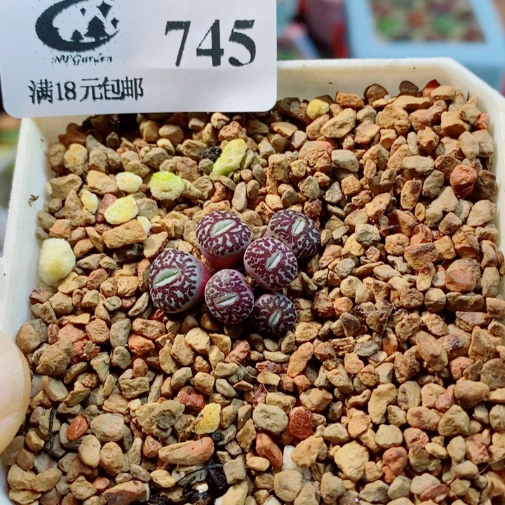 稳***福生石花花花花花花花745