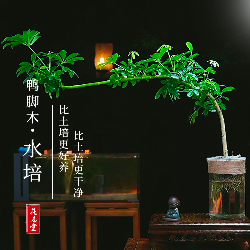 水培鸭脚木飘枝造型室内桌面鹅掌柴盆栽